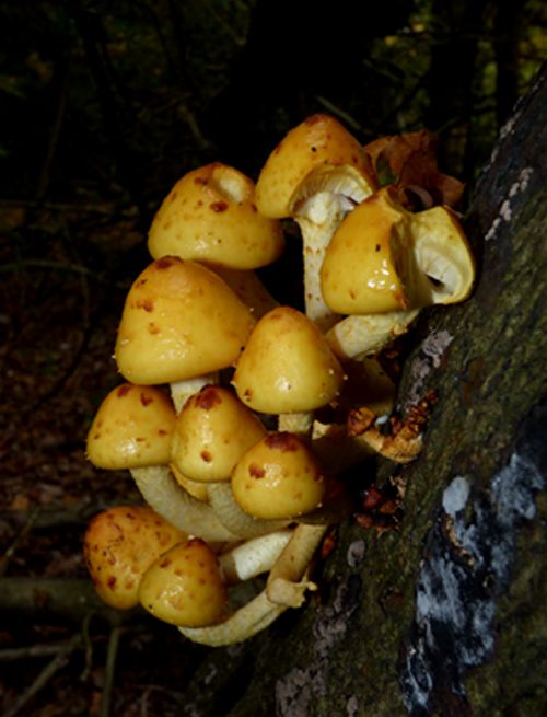 A cluster of young caps with a varnished appearance on beech in the New Forest, Hampshire